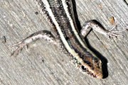 Elegant Snake-eyed Skink (Cryptoblepharus pulcher)